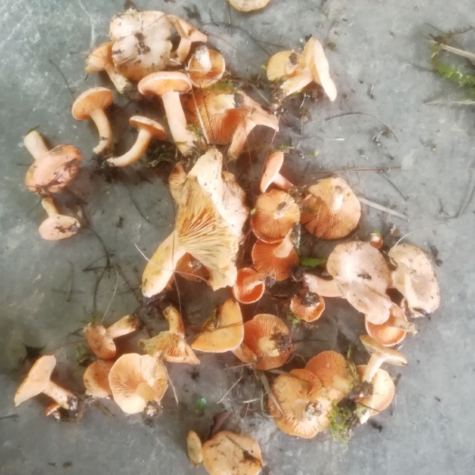 德江县白葱菌 鲜货 野生