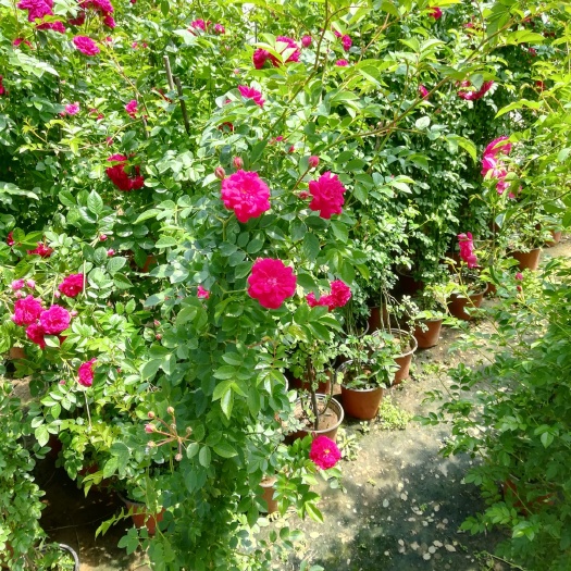 海城市红花蔷薇  藤本蔷薇，绿化百叶蔷薇家庭种植不错的选择，开花爆