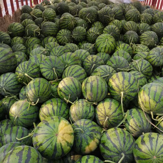 中牟县京欣西瓜  精品京欣，大量上市！个头匀称，质量好，价格便宜！质量三包
