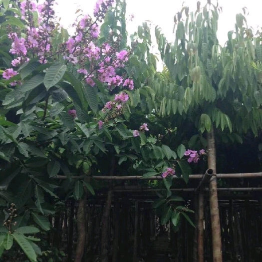 普宁市大花紫薇  5-10公分大叶紫薇