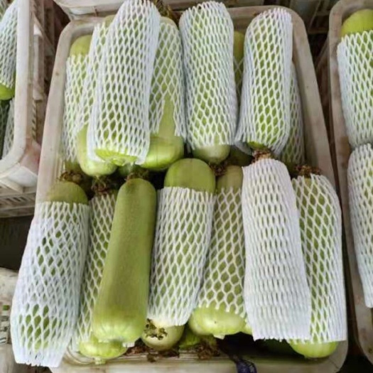 莘县白丝瓜