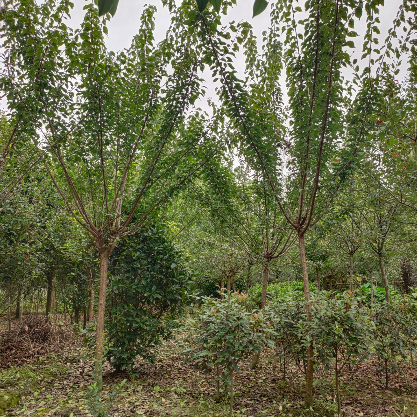 红梅树4-15公分基地直销