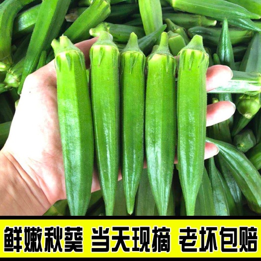 化州市 蔬菜—秋葵！新鲜采摘，脆嫩爽滑，营养丰富。