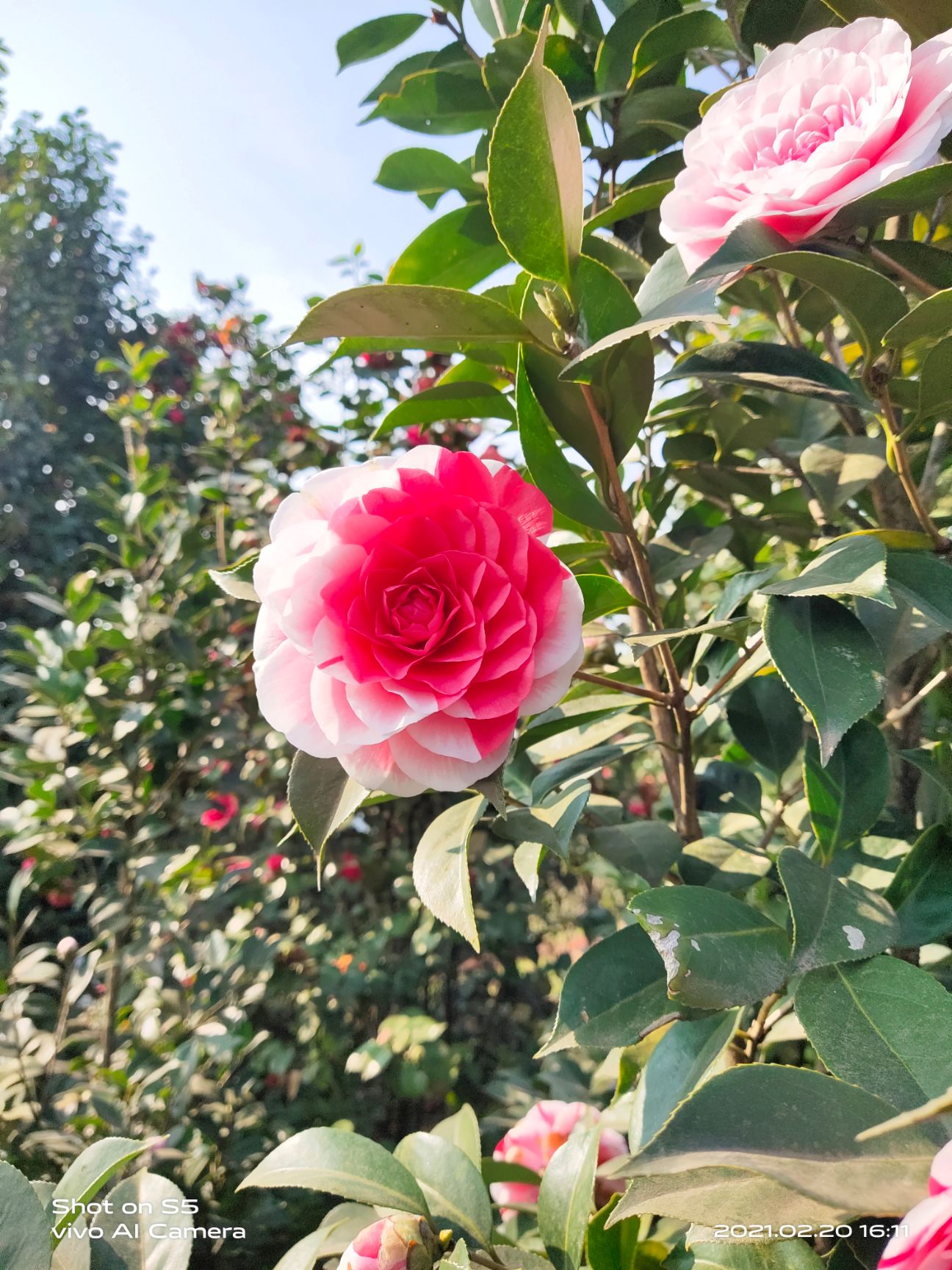 山茶花，云南品种茶花花蝴蝶！2－3公分。上车价40元一颗