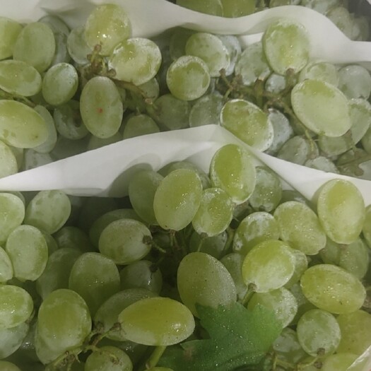 大荔县维多利亚葡萄 大荔青提