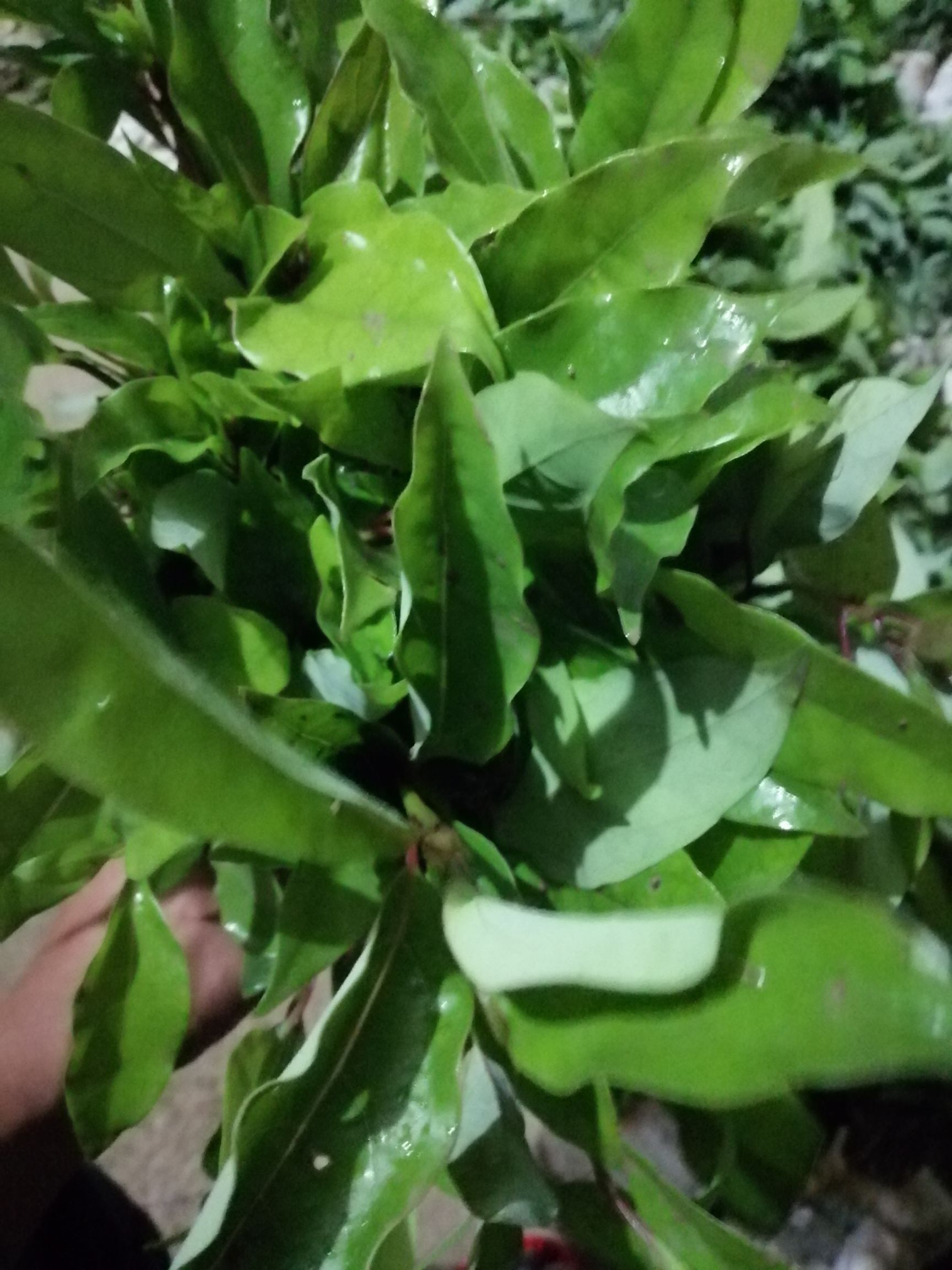 小叶樟  香樟苗