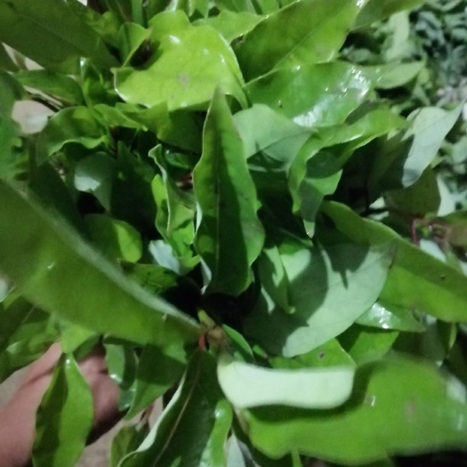 阳朔县小叶樟  香樟苗