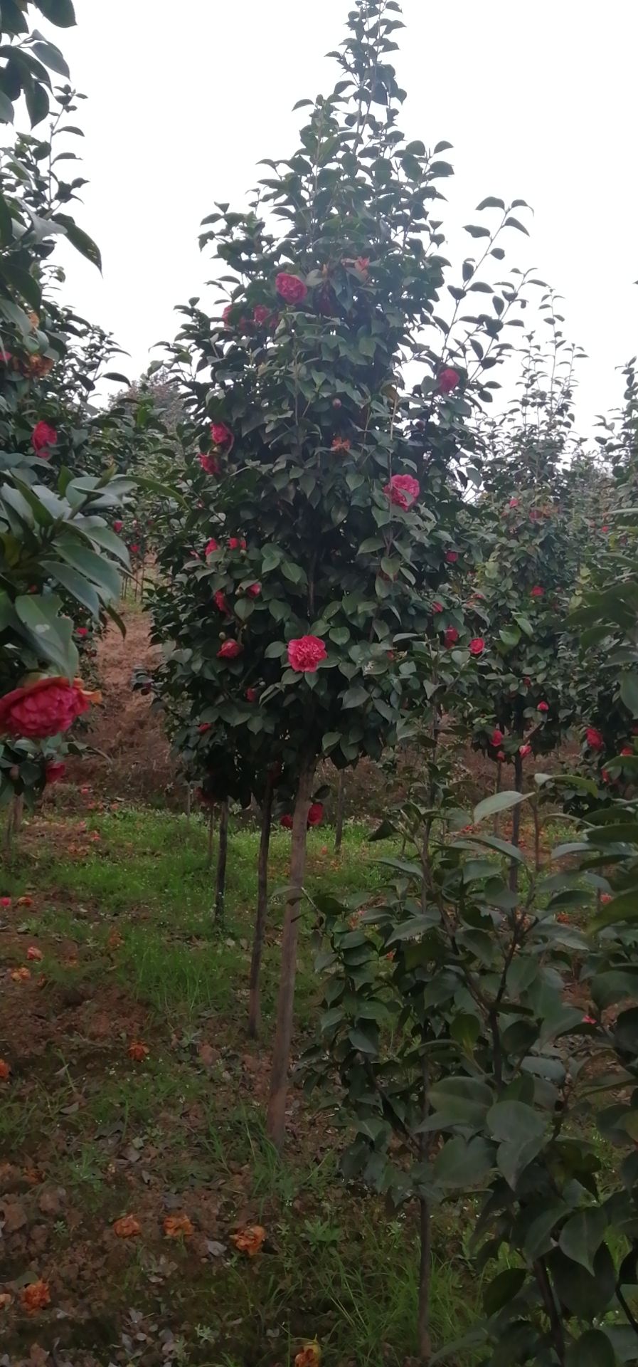 茶花树  3公分茶花，地苗