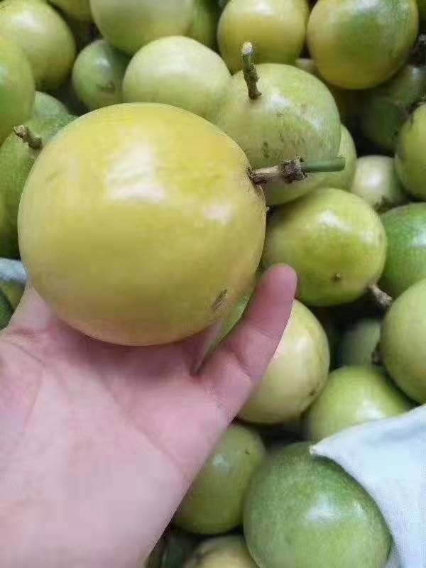 海南黄金百香果   芭乐味  纯甜的百香果