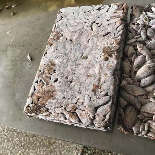 福州春鲅鱼 