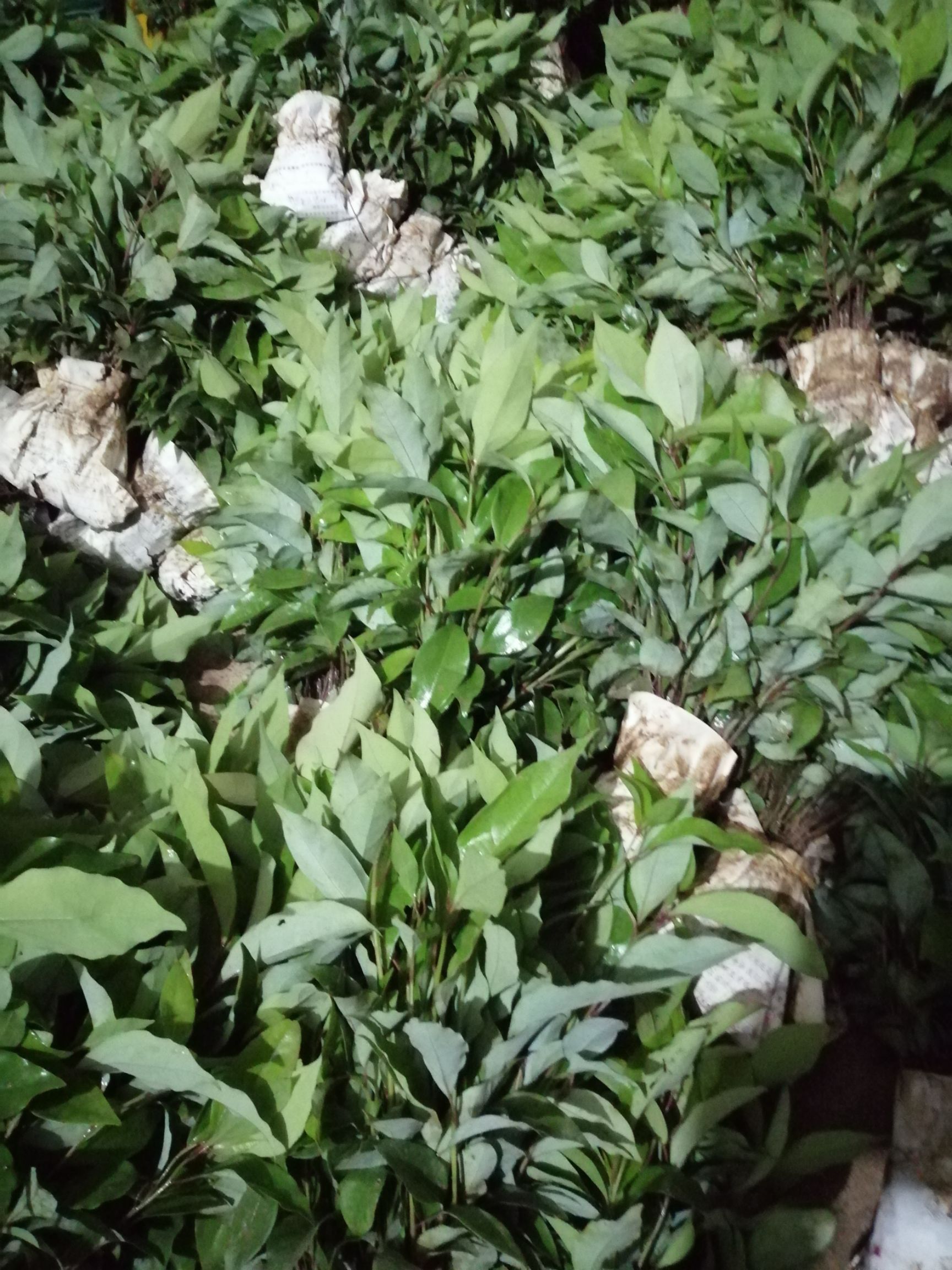 小叶樟  香樟苗