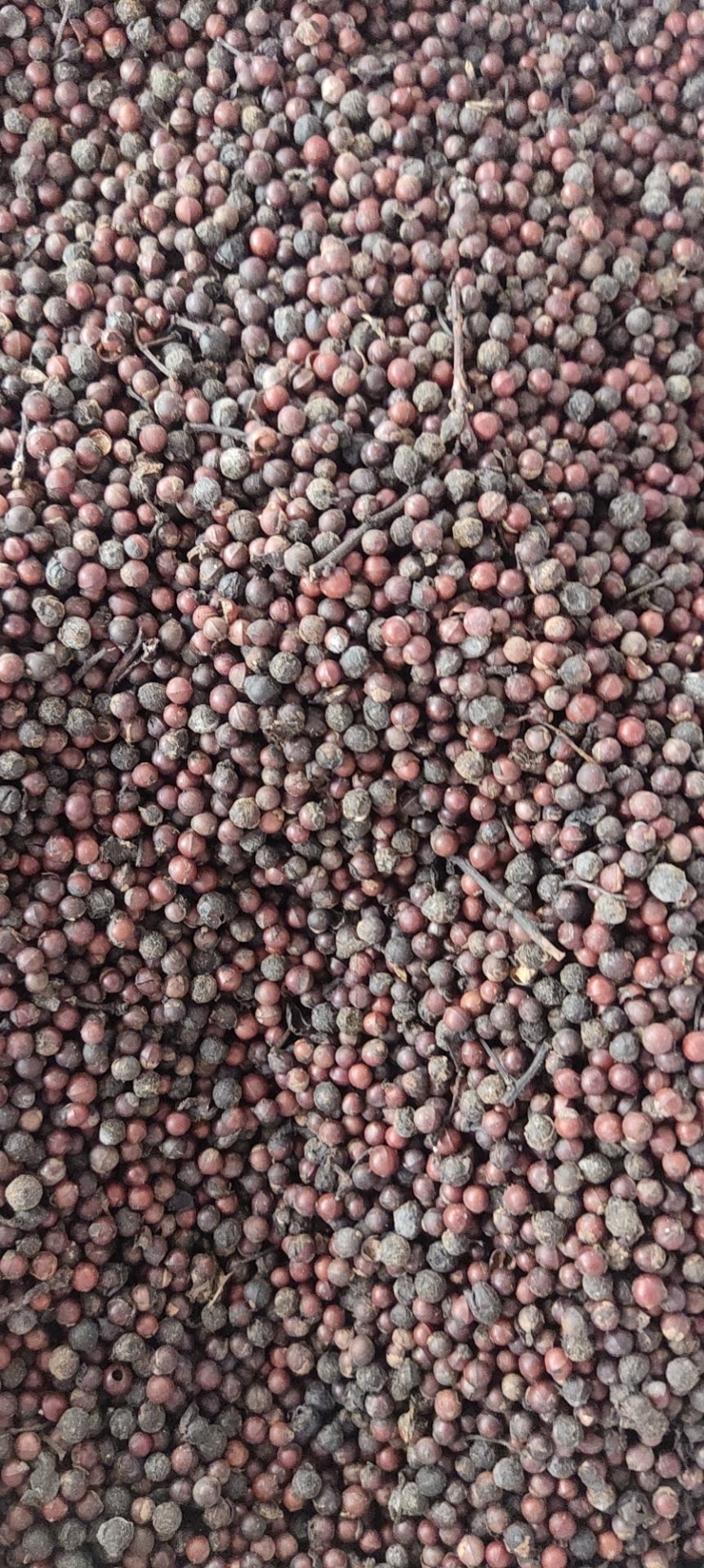 货广西木姜子山胡椒山苍子木江子 干货酸汤鱼火锅料