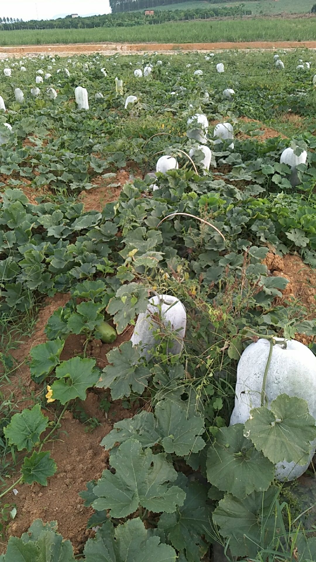 白皮冬瓜 白皮坐瓜