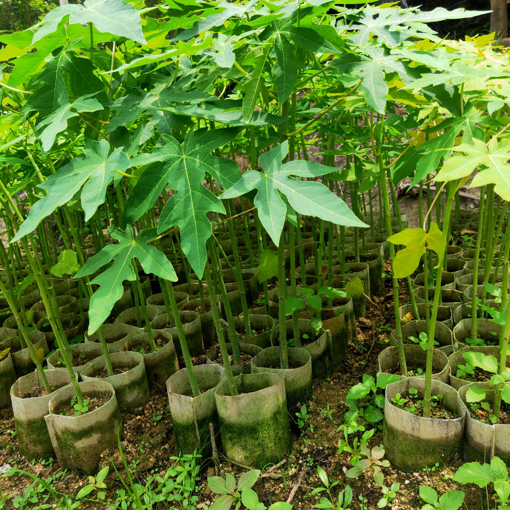 大青红心木瓜苗，带杯带土种植3到5个月就挂果