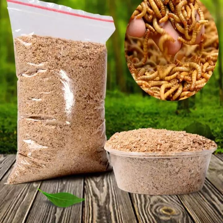 黄粉虫活体面包虫活体鱼石蛙龙鱼黄粉虫黄粉虫宠物饲料