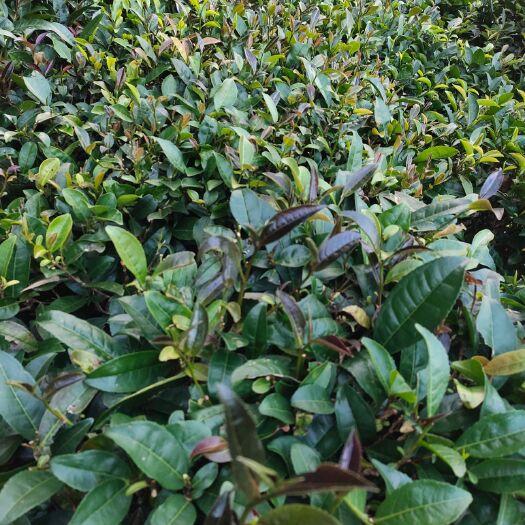 苍梧县源头货源六堡茶