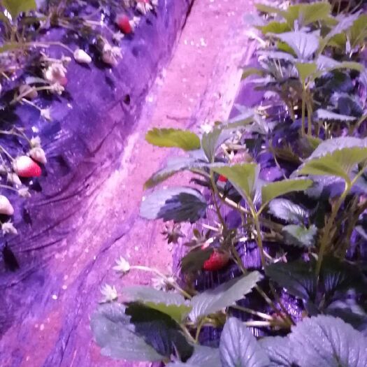 平度市各种秋栽草莓苗