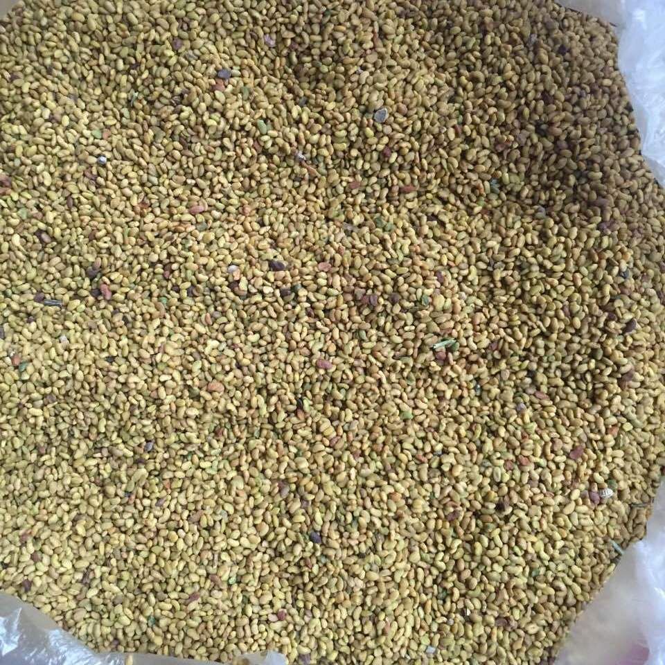 苜蓿草种子  紫花苜蓿种子多年生长，牧草**