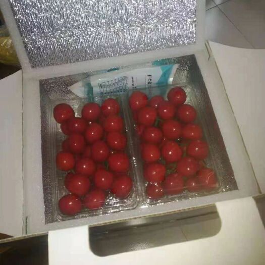 铜川 红灯樱桃