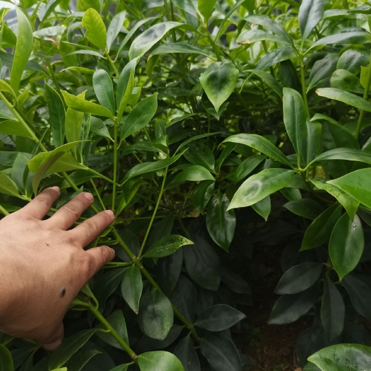 苍梧县八角树苗  木王优良品种
