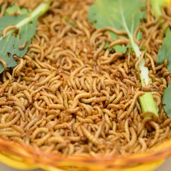 黄粉虫活体面包虫活体鱼石蛙龙鱼黄粉虫黄粉虫宠物饲料