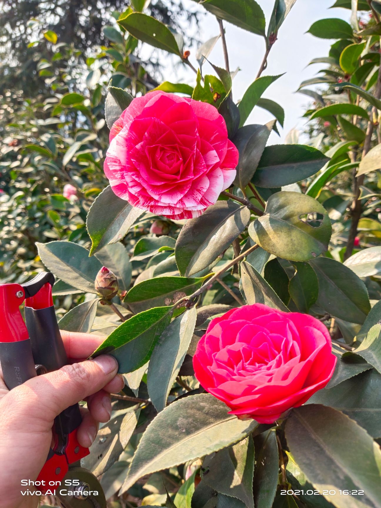 山茶花，云南品种茶花花蝴蝶！2－3公分。上车价40元一颗