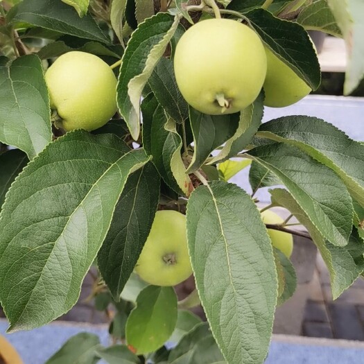 新沂市苹果盆栽  绿植盆栽＃观花观果＃可品尝