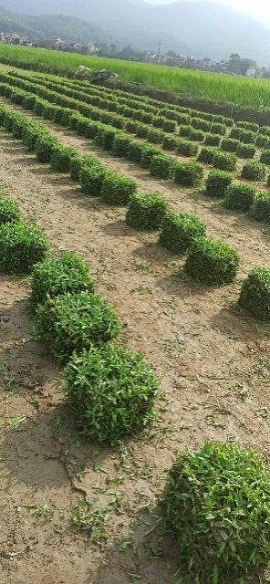 博罗县草  优质大叶油草皮热销中