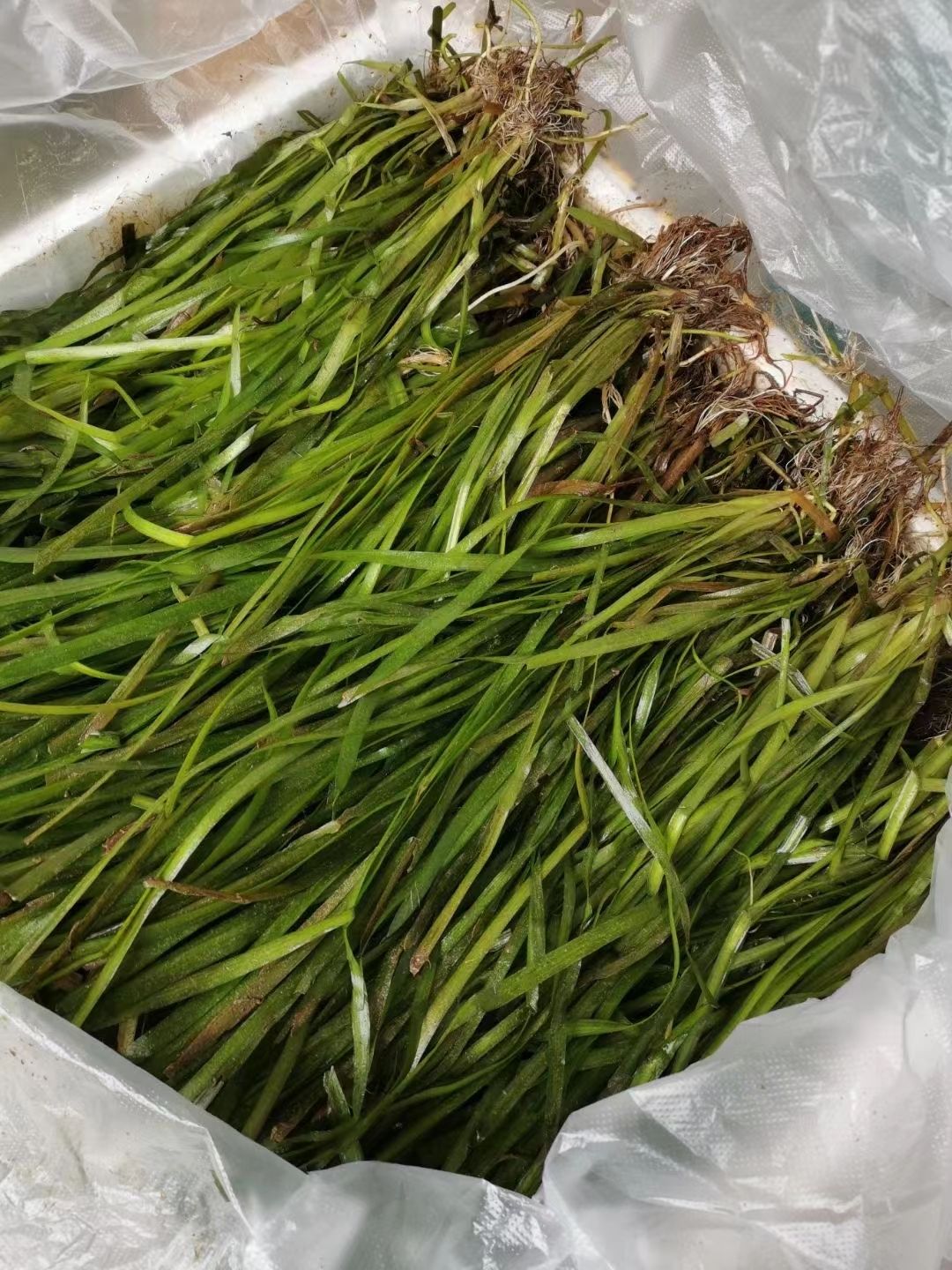 四季长青苦草，生长快，不封塘，全国发货