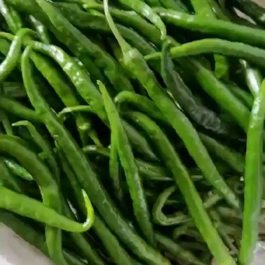 阜南县精品线椒，二荆条，3号椒，8号椒，皱皮，螺丝椒，301，