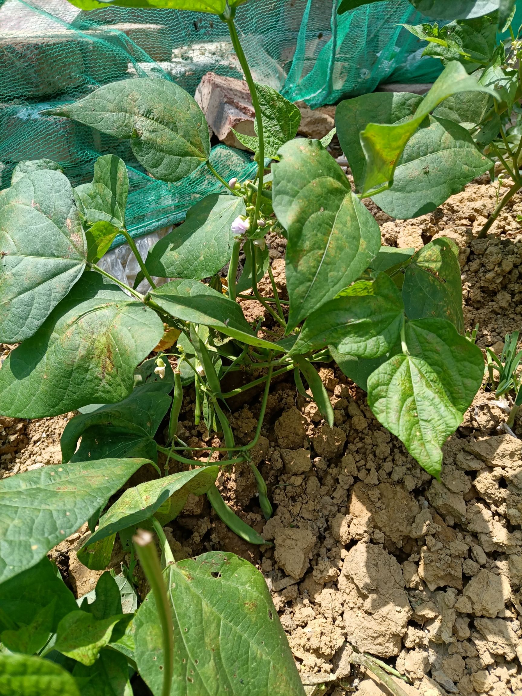 云南红芸豆，软壳豆，有点糯性，非常好吃，可以做种子，年年留种