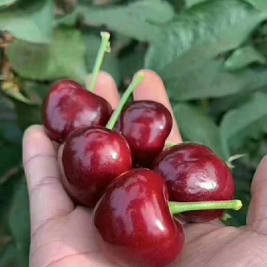 铜川红灯樱桃 红灯