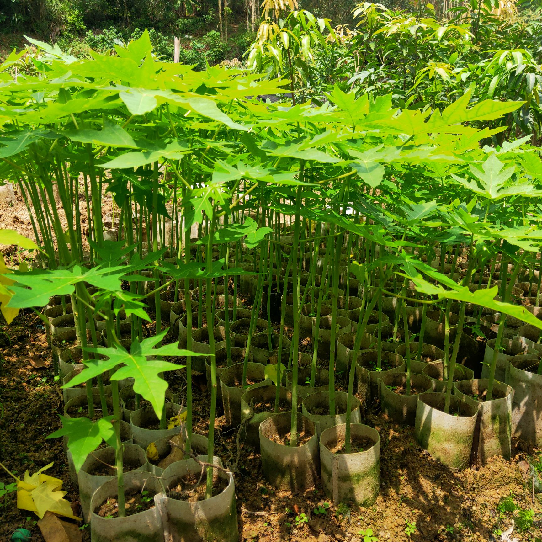 大青红心木瓜苗，带杯带土种植3到5个月就挂果