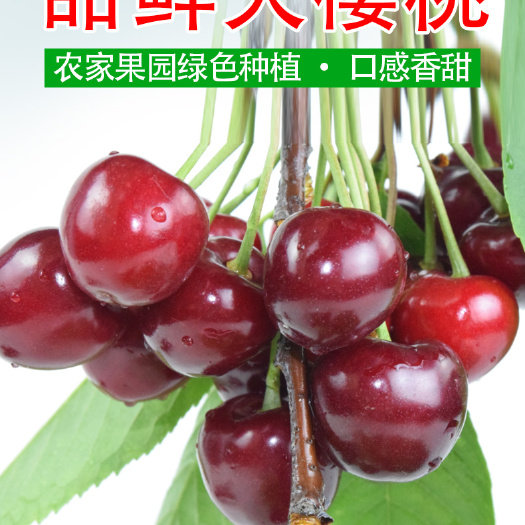 蒙阴县美早樱桃  大樱桃山东蒙阴红灯美早车厘子布鲁克斯三斤五斤包邮