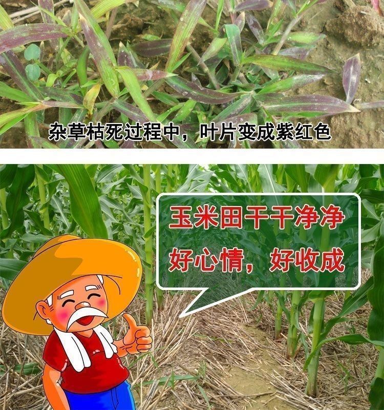 硝磺莠去津  苯唑草酮莠去津玉米苗后专用除草剂各种玉米通用安