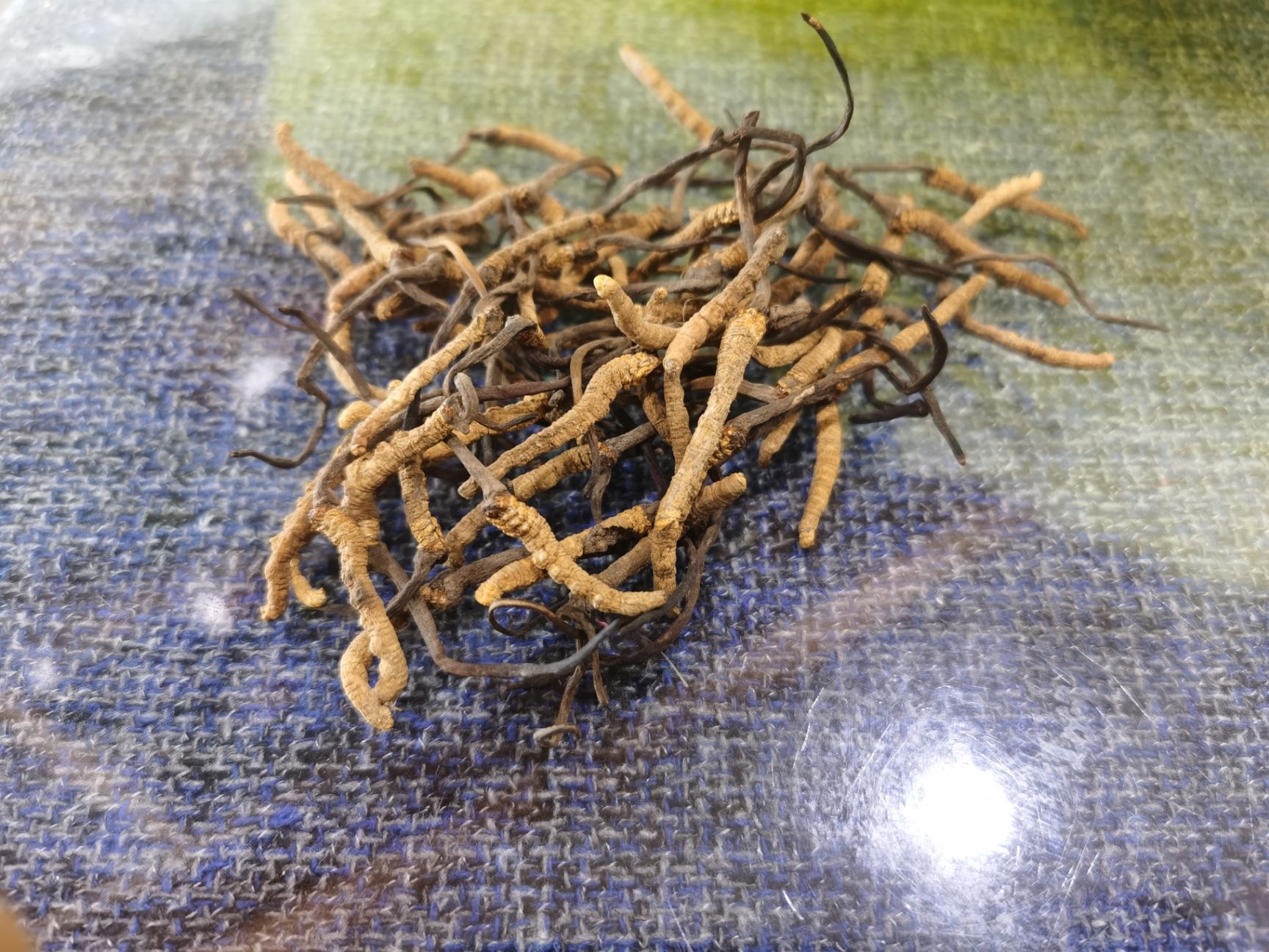 冬虫夏草【小草】个人吃很划算8-10根每克规格