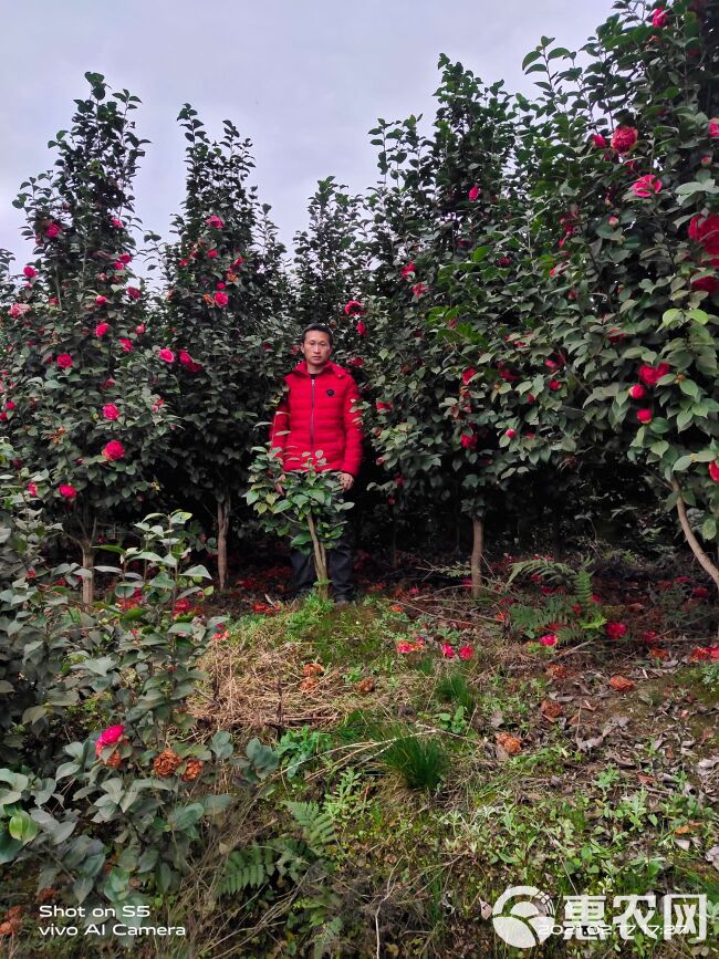 茶花树  2公分茶花地苗，上车价 5元！