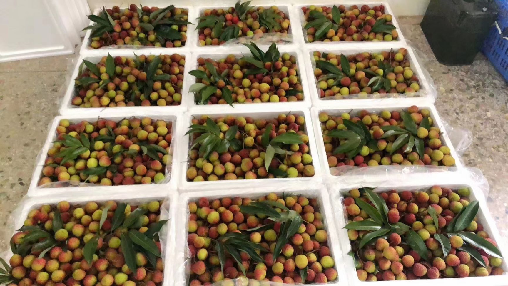 白糖罂荔枝 欢迎各位网红大咖来聊，你有粉丝  我有货源。