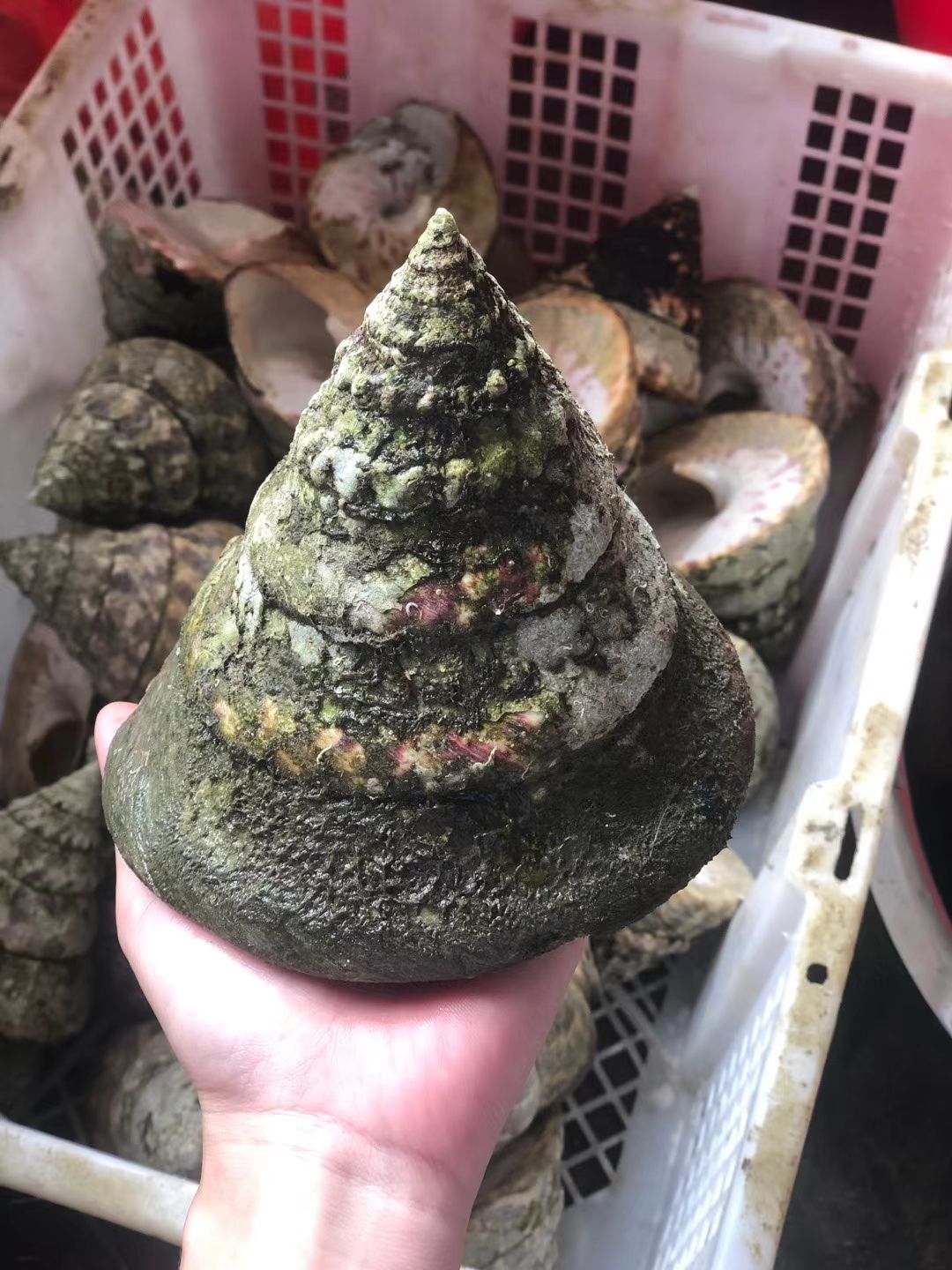 马蹄螺 海螺