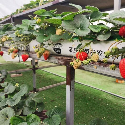 肇庆栽培基质种植条无土栽培草莓番茄圣女果瓜果椰糠条蔬果瓜菜