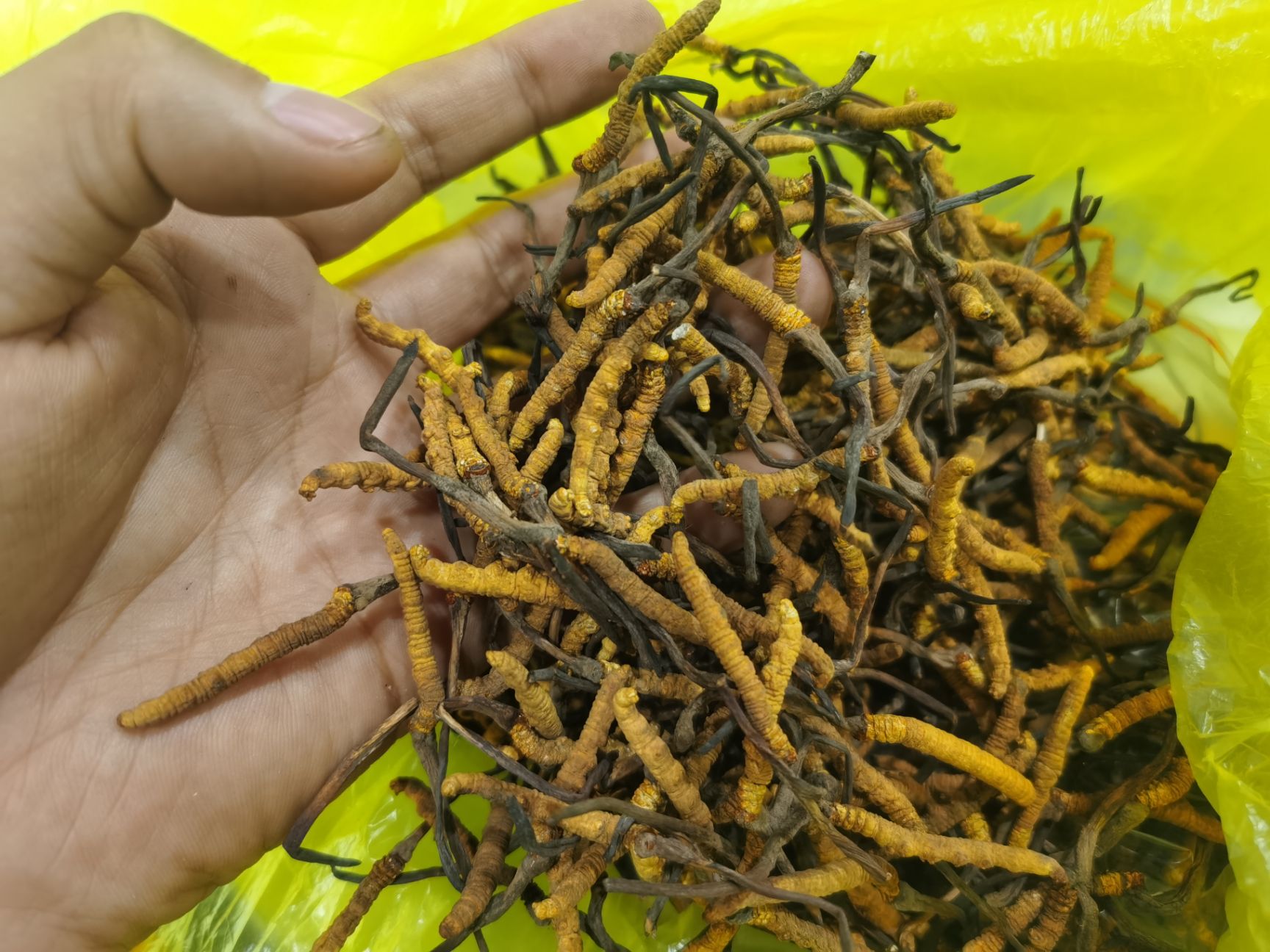 冬虫夏草【小草】个人吃很划算8-10根每克规格
