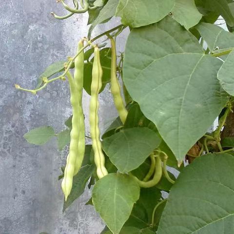 云南红芸豆，软壳豆，有点糯性，非常好吃，可以做种子，年年留种