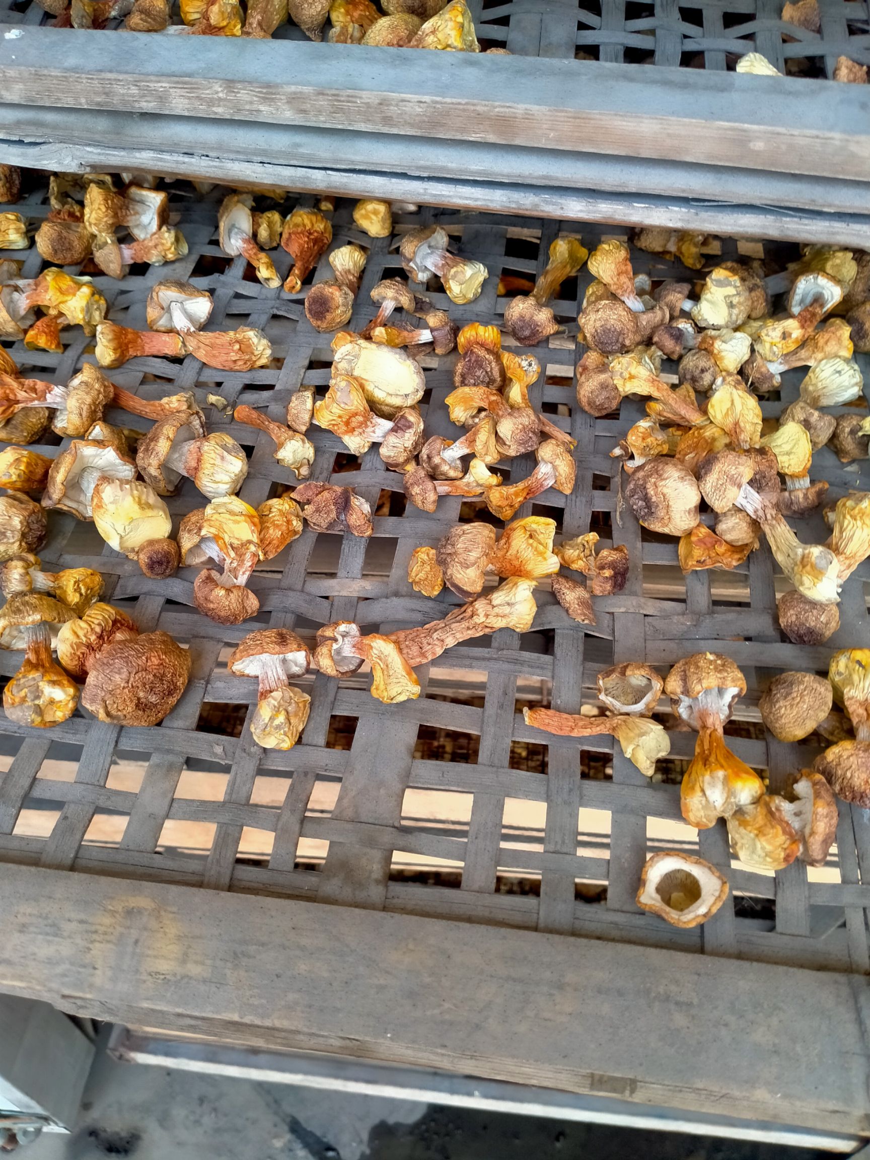 2025年头茬金黄短腿姬松茸新货大量供应，专业种植13年