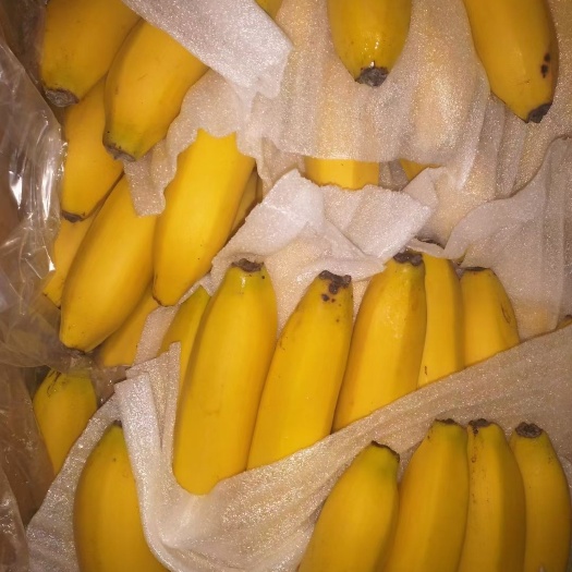  菲律宾大把 黄香蕉