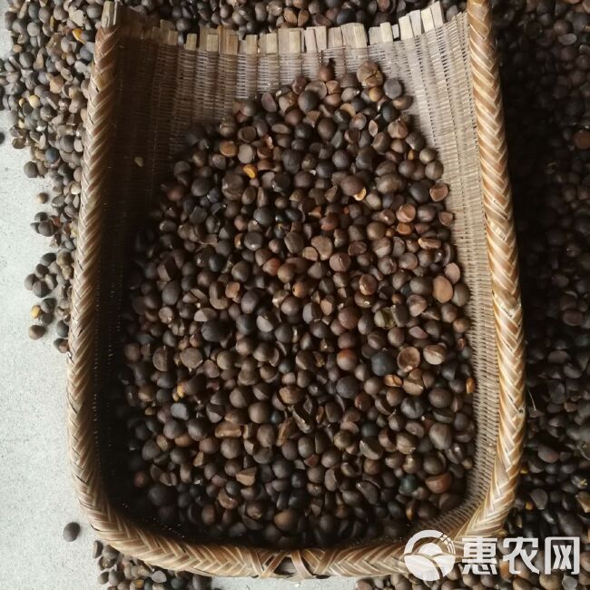 江西赣南高山老茶树无污染高品质山茶油木子油