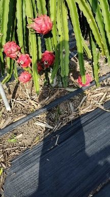 金都一號火龍果  金都紅肉火龍果汁多又甜