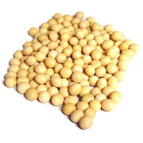 黄豆种子  国审豆种大豆黄豆大粒中粒种子分枝多抗性好宜机收高产稳产耐高温