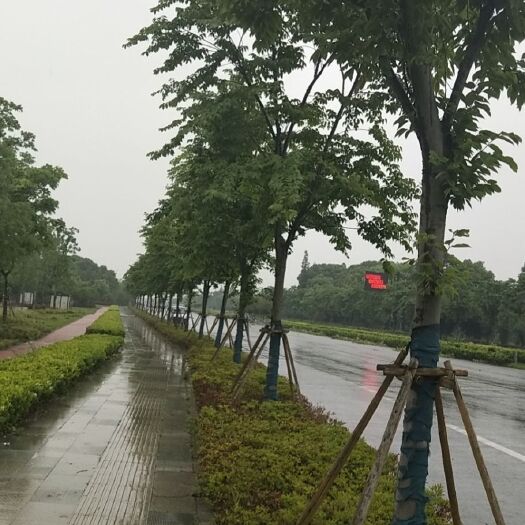 长兴县珊瑚朴16公分，晚樱13－14公分
