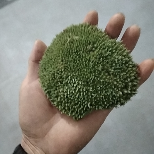 太湖县青苔 优质白发癣