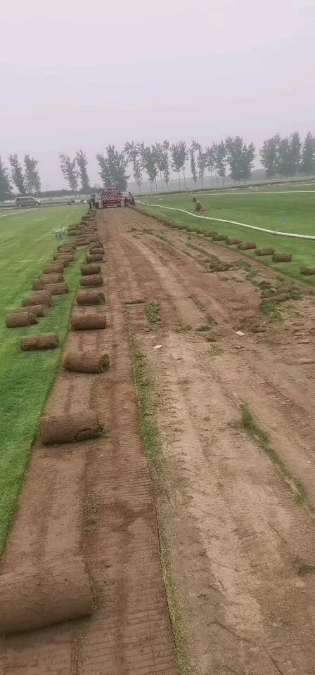 早熟禾草坪  基地直销草坪没有中间商赚差价，质量有保证